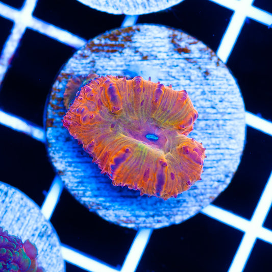 Orange Rainbow Blastomussa #2