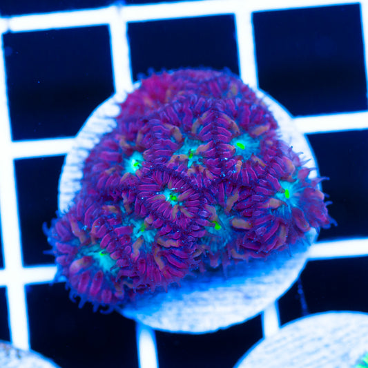 CC Bright Eye Blastomussa Merletti