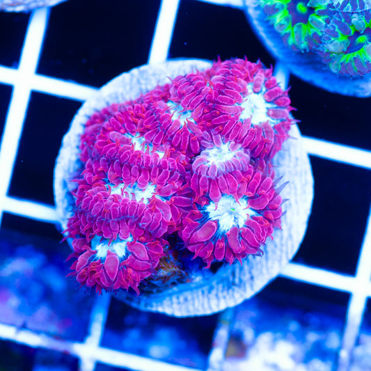 CC Fire and Ice Blastomussa Merletti