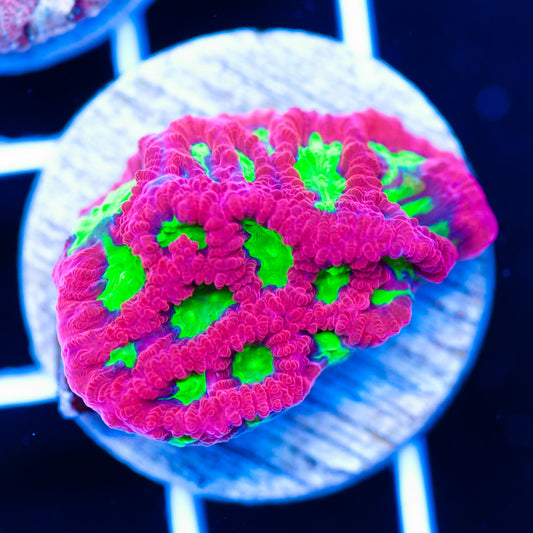 CC Wild Cherry Favia