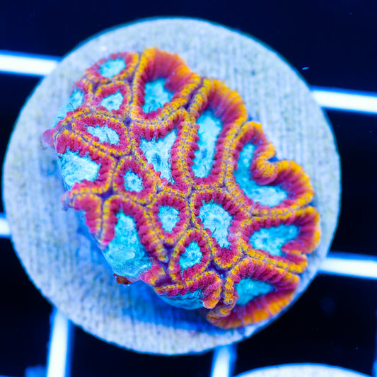 Aquacultured Ultron Favia