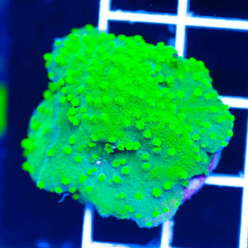 Nuclear Green Astreopora