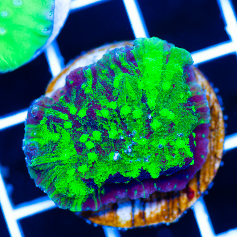 Funky Grafted Astreopora
