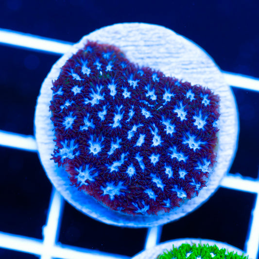 CC Blue Eye Leptastrea