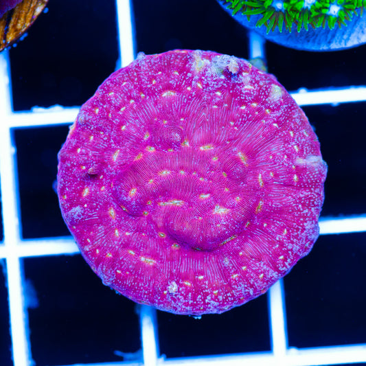 JF Klepto Leptoseris