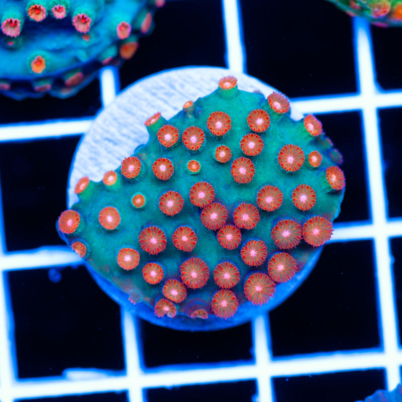 OG Jingle Bells Cyphastrea