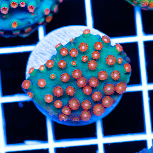 OG Jingle Bells Cyphastrea