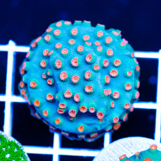 OG Meteor Shower Cyphastrea