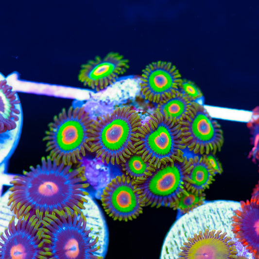 OG Rasta Zoanthids