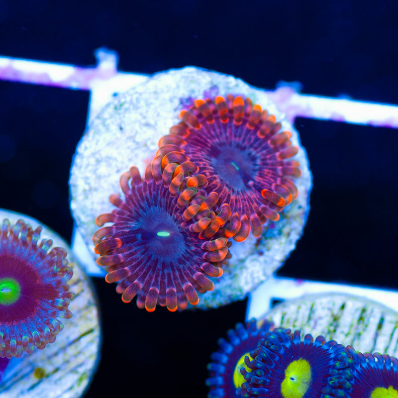 Fairy Farts Zoanthids