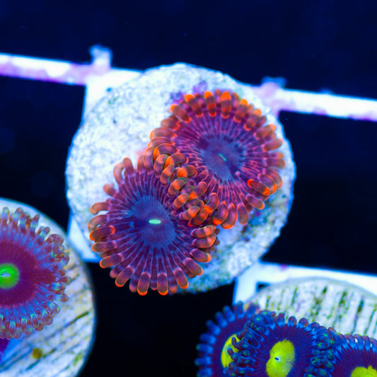 Fairy Farts Zoanthids
