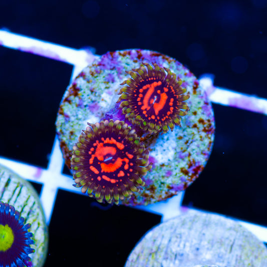 CC Flaming Brohican Zoanthids