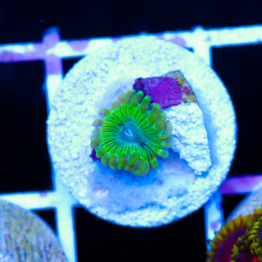 Oscar the Grouch Zoanthid