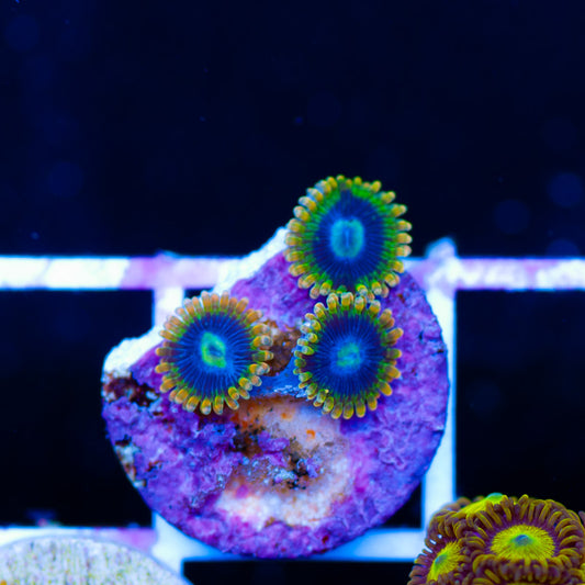OG Yoda Zoanthids