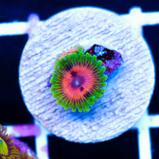 OG Predator Zoanthid