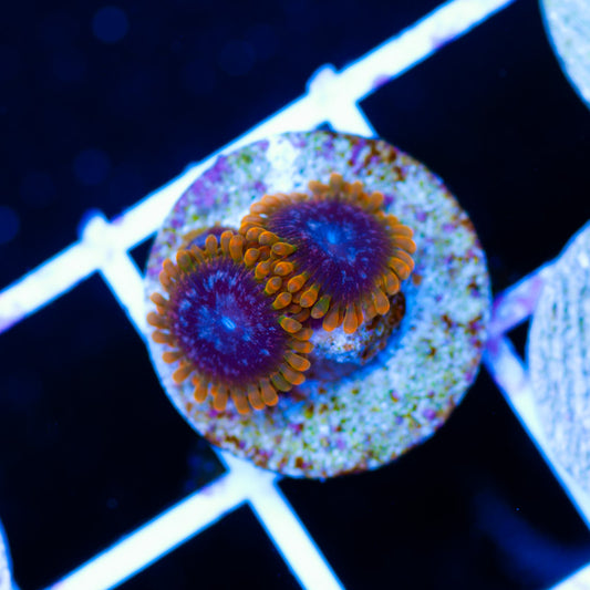 JF Acid Reflux Zoanthids
