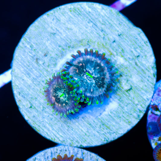 Hawaiian Ding Dang Zoanthids