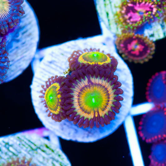 Gonzos Citrus Cooler Zoanthids
