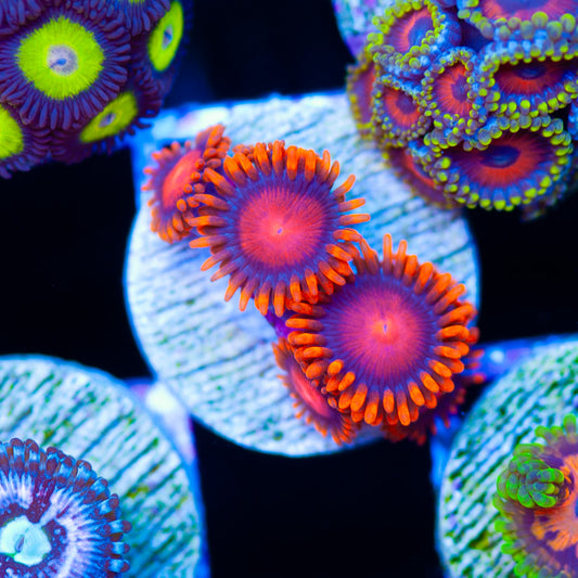 OG Bam Bam Zoanthids