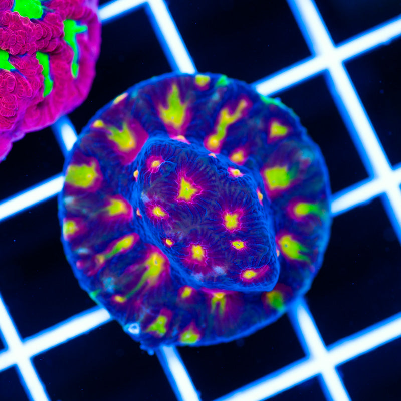 Alien Antivenin Favia