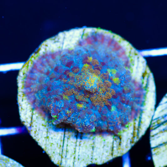 YKYWM Mushroom