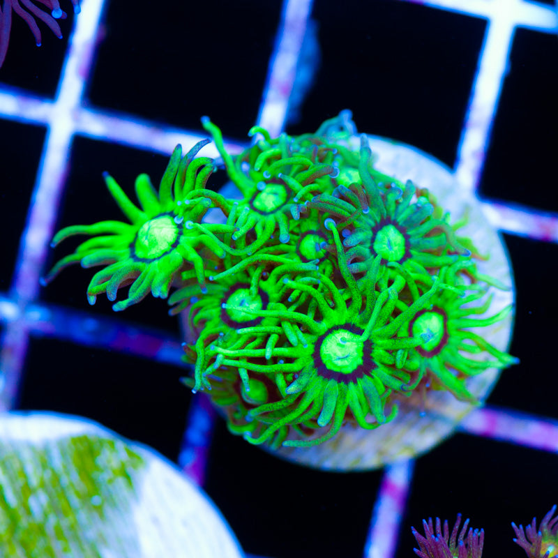 CC Emerald Maul Goniopora