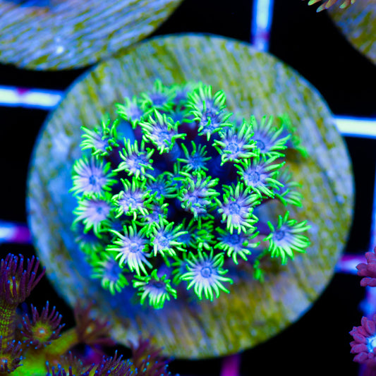 CC Purple People Eater Goniopora