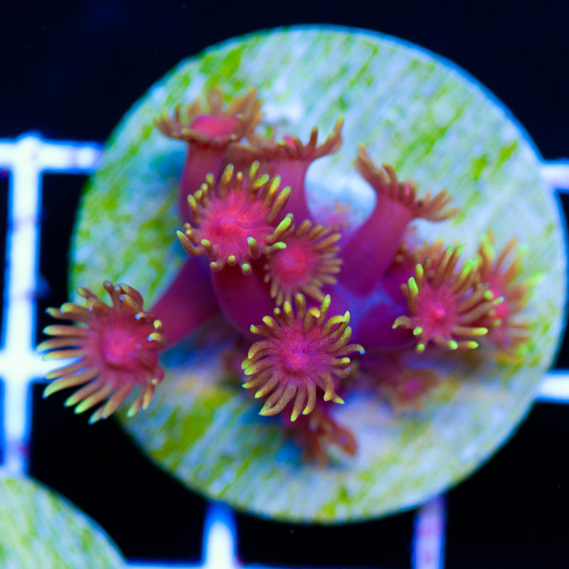 CC Solar Flare Goniopora