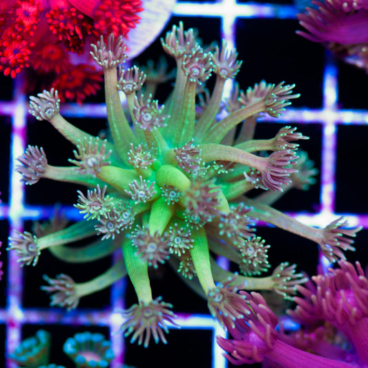 Holy Mac Goniopora