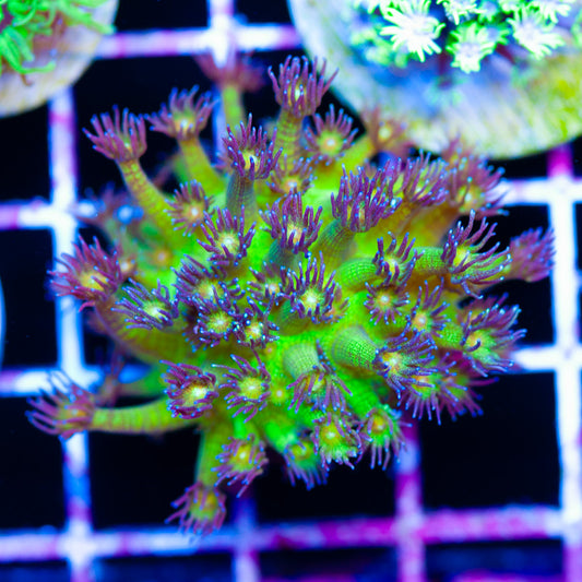 Glitter Goniopora