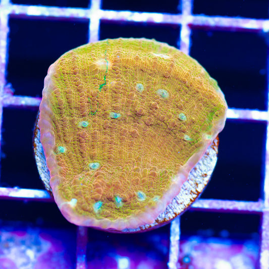 JF Orange Zombie Chalice
