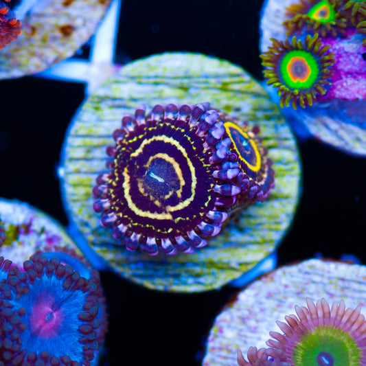 RR Stratosphere Zoanthids #2