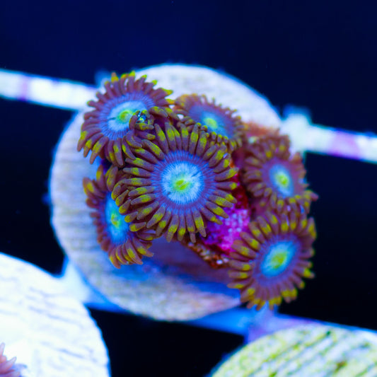 CC Blue Eyes Zoanthids