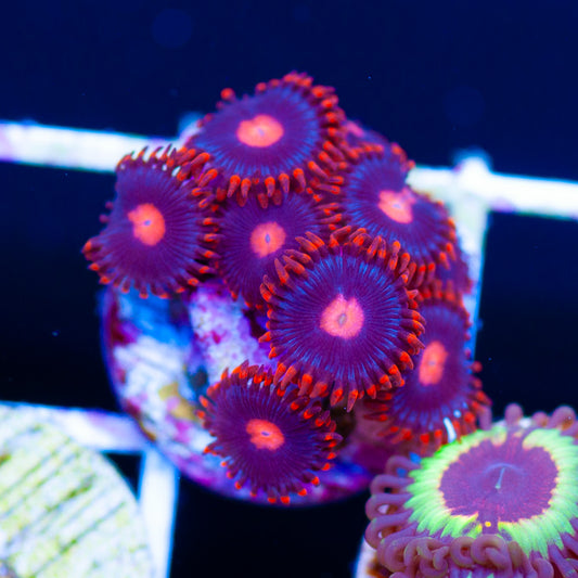 Clementine Zoanthids
