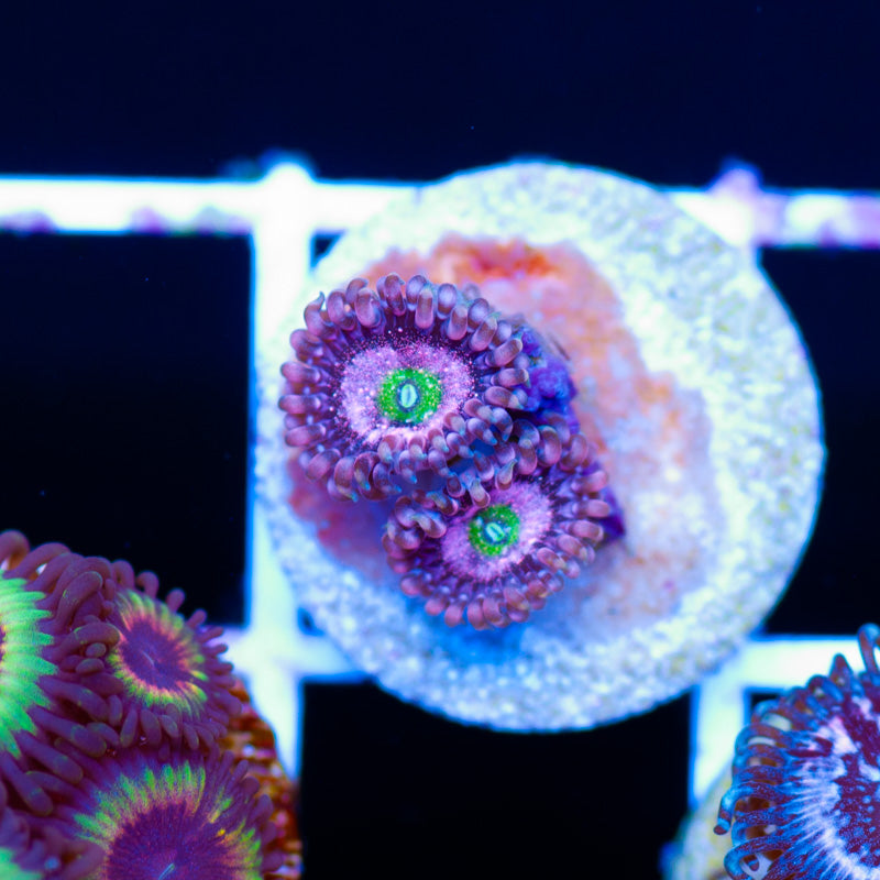 OG Chong Bong Zoanthids