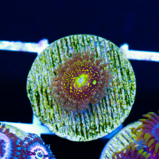OG Grim Reaper Zoanthids