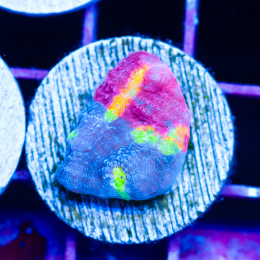 SC Rainbow Dynamite Chalice