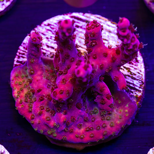 WWC Pink Passion