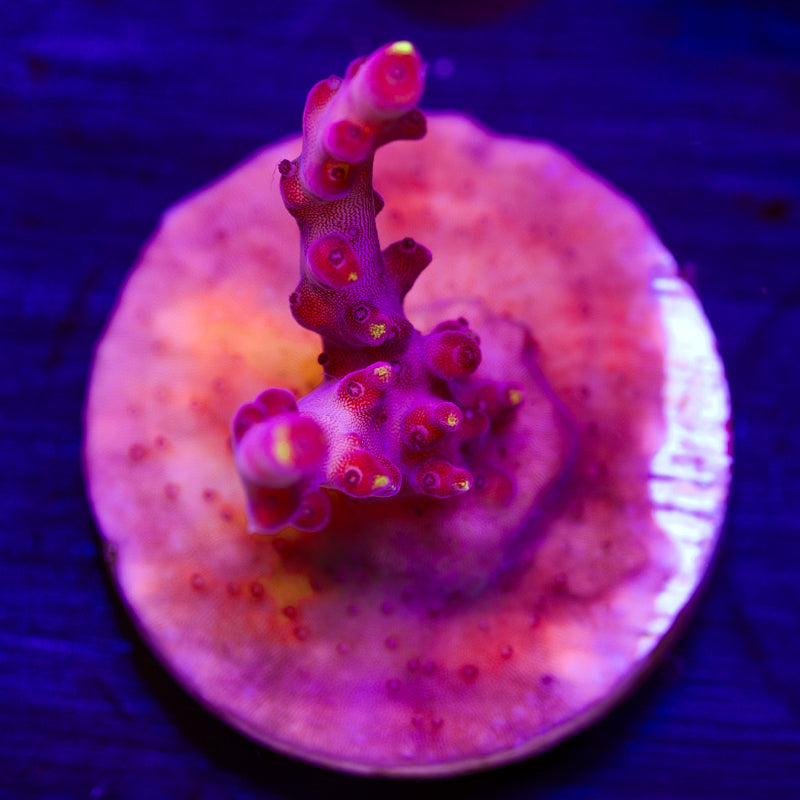 JF Fox Flame #1