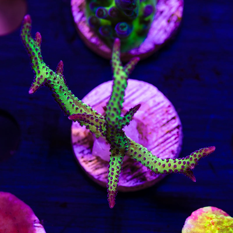 CC Purple Polyp Birdsnest