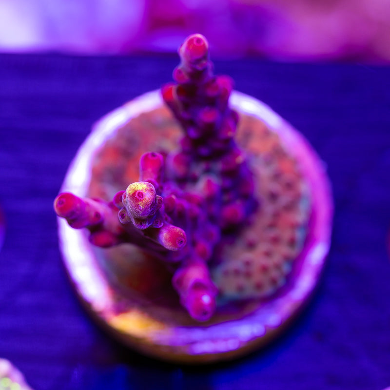 JF Fox Flame #2