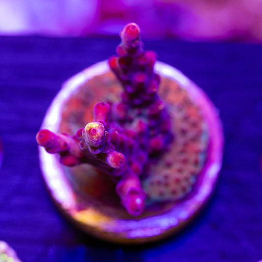 JF Fox Flame #2