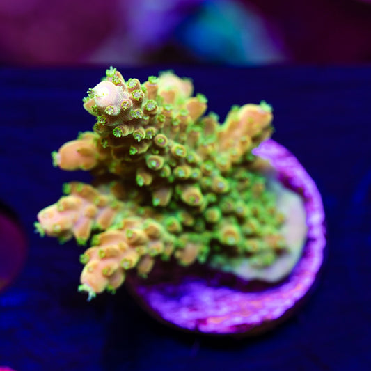 TSA Orange Creamsicle