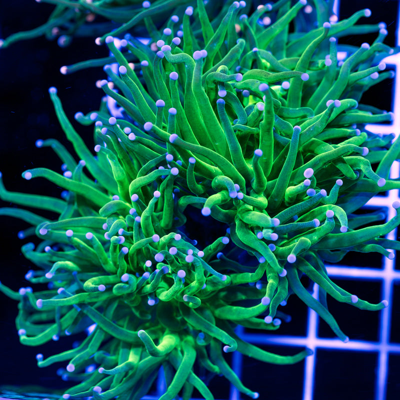 Green Torch #1