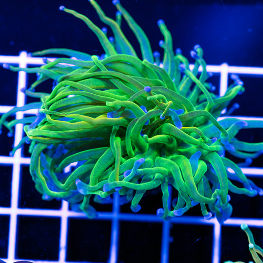Raging Reefs Holy Grail Torch