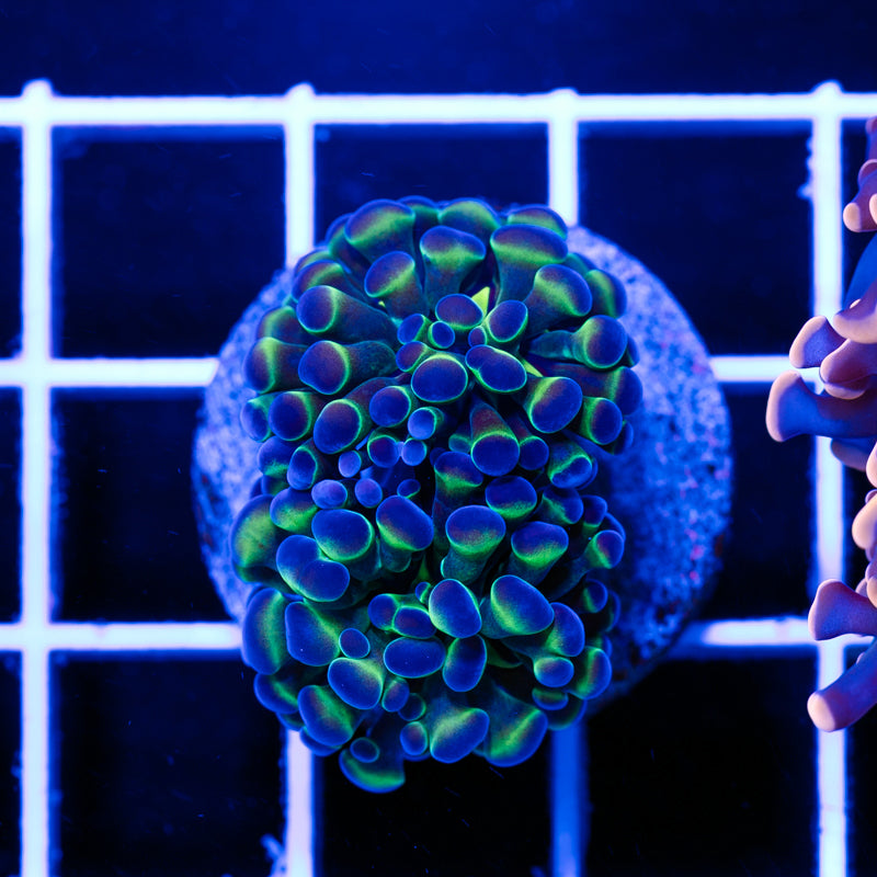Hologram Hammer