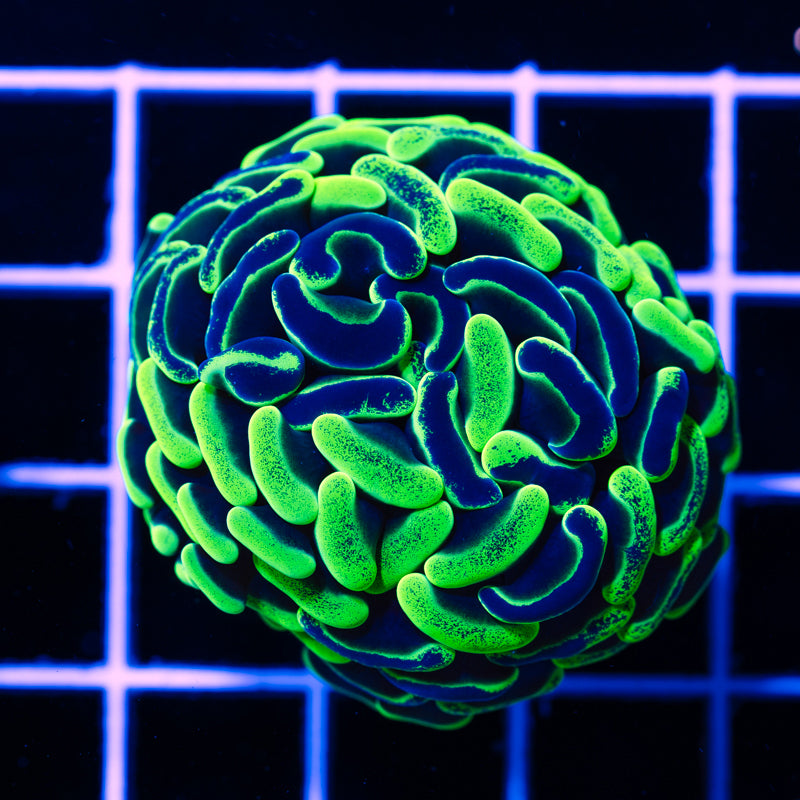 Aussie Green Splatter Hammer
