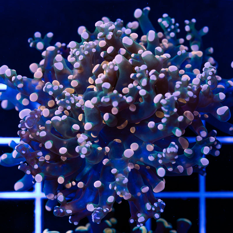Ultra Frogspawn