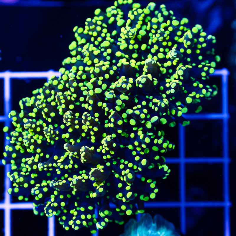 Lemon Lime Octospawn