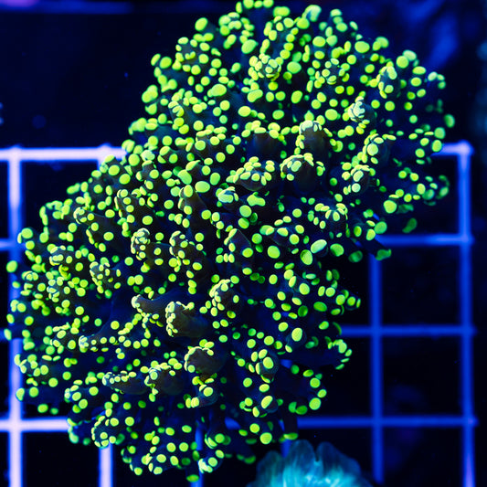 Lemon Lime Octospawn